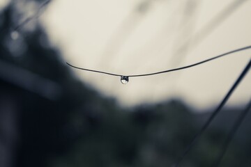 spider web with dew drops