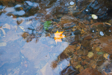 Selective focus. Autumn leaves in the water. Autumn background.