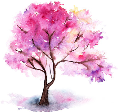 Watercolor single pink cherry sakura tree isolated art