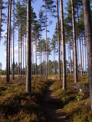 Naturschutzgebiet in Finnland, Kiefernwald und See