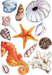 Watercolor sea ocean seahorse seashell coral ammonit urchin set