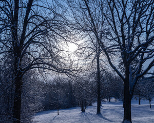 Sun shining through winter trees