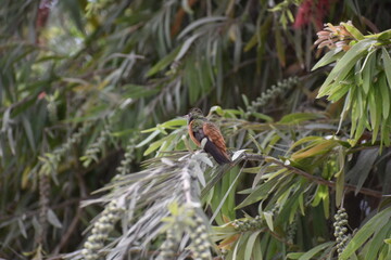 Birds in their natural habitat