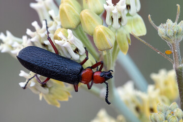 Master Blister Beetle (Lytta magister)