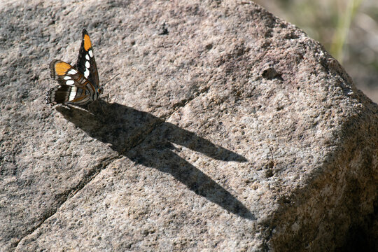 Arizona Sister (Adelpha eulalia)