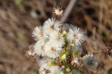 thistle seed, Gold Bar Park, Edmonton, Alberta