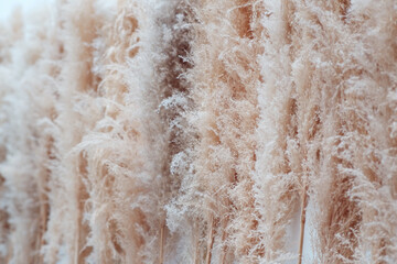 Close up of dried plant as background