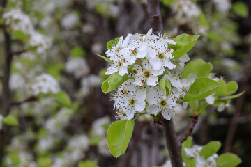 close up of Ornamental Pear Pyrus blossoms in spring