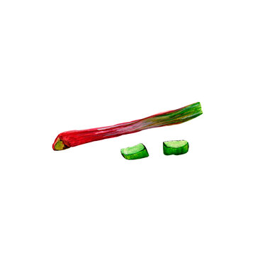 Watercolor fresh vegan vegetable, healthy celery stalk isolated on white background for your design