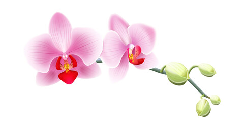 Fototapeta na wymiar Jasno różowa orchidea - gałązka z pąkami i pięknymi rozwiniętymi kwiatami. Ręcznie rysowana botaniczna ilustracja. 
