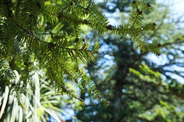 Fototapeta na wymiar Beautiful branches of coniferous tree in park, closeup. Space for text