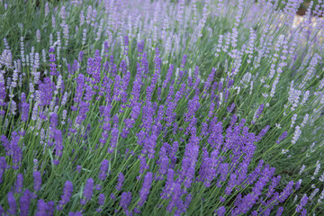 Obraz na płótnie Canvas Beautiful blooming lavender plants growing in field