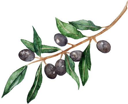 Watercolor olive oliva branch with olives isolated art