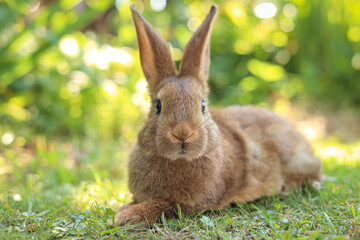 Cute fluffy rabbit on green grass outdoors
