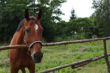 Beautiful horse in paddock near fence outdoors