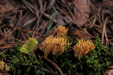Ramaria flava mushrooms growing in forest, closeup