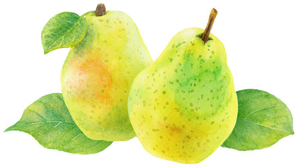 並んだ洋梨　黄緑の梨　枝に葉がついている洋梨　　　梨の葉　水彩画