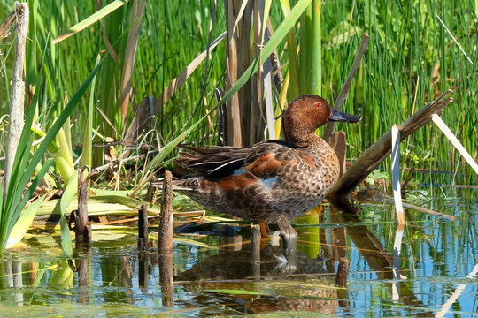 Cinnamon Teal