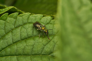 A green fly drinking water perched on a green leaf