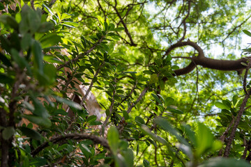 Fototapeta premium plants in the foreground, trees in the background, you can see an apartment tower, sunlight coming in, mexico