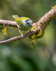 Black- Capped Tanager (Stilpnia heinei). Female looking curiously from the top of a branch.