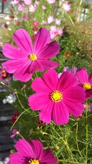 pink flower in the garden