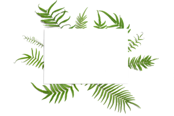 Fern leaves with copy space for text