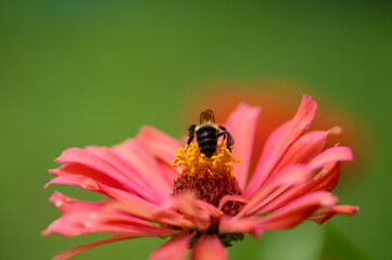 a closeup view from behind a bumble bee on an isolated pink flower 