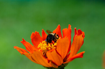 a closeup of a bumble bee pollinating an orange and yellow flower isolated in the grass of a garden