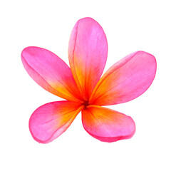 Pink frangipani flower isolated close up