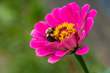 a bumble bee goes through the pollination process on an isolated pink and yellow flower