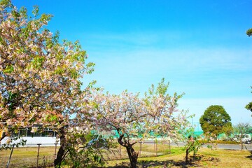 冬に咲く寒桜と青空