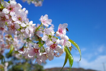冬に咲く寒桜と青空