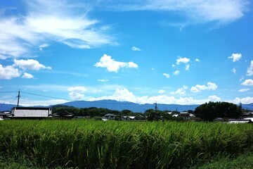 稲と青空
