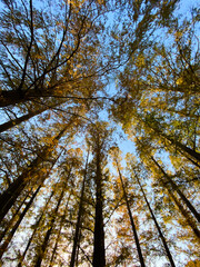メタセコイア並木（仰望）