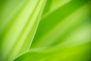 Abstract background nature of green leaf on blurred greenery background in garden. Natural green leaves plants used as spring background cover page greenery environment ecology lime green wallpaper