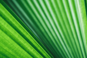 Obraz premium Abstract background nature of green leaf on blurred greenery background in garden. Natural green leaves plants used as spring background cover page greenery environment ecology lime green wallpaper