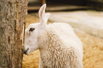 Border Leicester is one of the oldest English long-haired sheep breeds. White cute Border Leicester ewe in zoo. Funny furry sheep muzzle against wooden background. Animals on farming, agriculture.