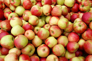 Fresh picked honey crispy apples as food background