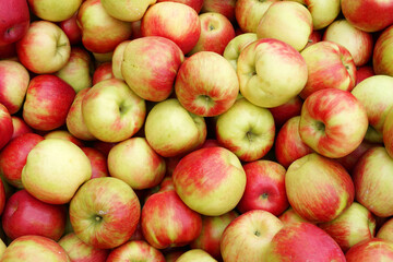 Fototapeta na wymiar Fresh picked honey crispy apples as food background