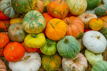 colorful pumpkins pile in autumn harvest season as food background