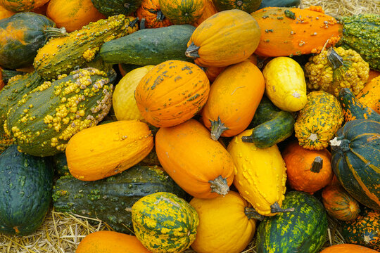 colorful pumpkins pile in autumn harvest season as food background