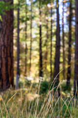 Ponderosa Pine Trees as fall colors begin in Oregon forest
