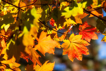Fototapeta premium Vine Maples begin to turn into fall colors in Oregon forest