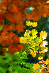 Naklejka na ściany i meble Vine Maples begin to turn into fall colors in Oregon forest