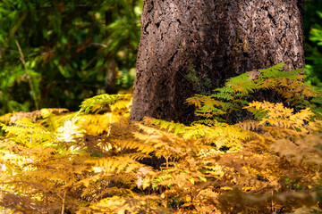 Obraz premium Ferns begin to turn into fall colors in Oregon forest
