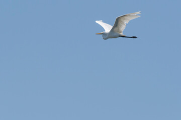 Great egret flying in blue sky