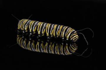 monarch butterfly caterpillar reflection on black glass on a black background