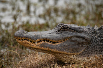 Fototapeta premium close up of an american alligator head in a swamp