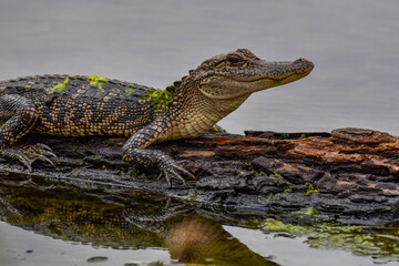 close up of a juvenile alligator with moss on it's back laying on a log in a lake